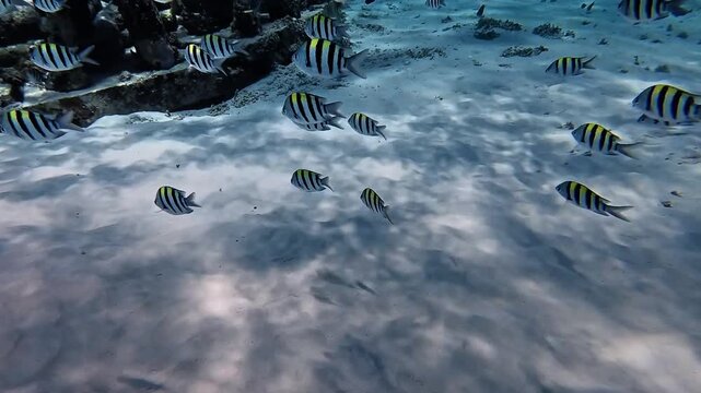 School of sergeant major fish swimming over sandy ocean floor