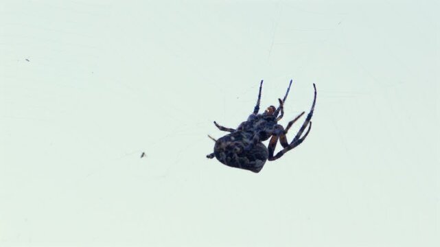 A spider is spinning a web against soft sky. Stillness hangs over dry branch and web. Tiny arachnid waits, alert, patient. Sunlight gently fades behind pale clouds. Perfect nature shot-calm, quiet, wi