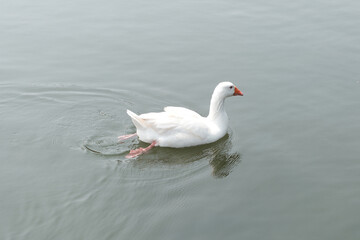 White goose swimming peacefully on calm lake water with rippling waves and copy space. © shaolun