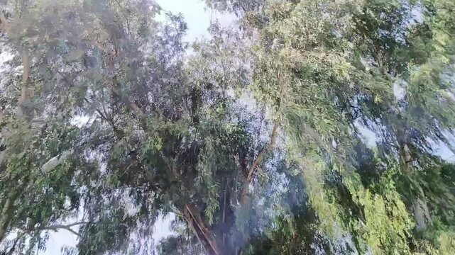 Low Angle View of Lush Green Willow Trees