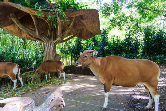 Female banteng wild cattle standing near an artificial tree shelter in a zoo enclosure