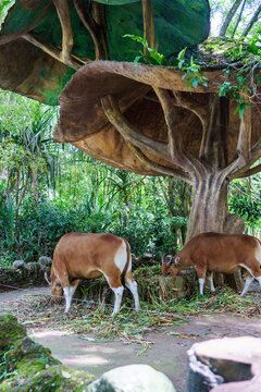 Two female banteng cows feeding on grass under a large artificial tree shelter