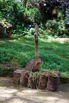 Capybara resting on short wooden logs while chewing grass in a zoo enclosure