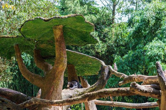 Sun bear sleeping soundly on an artificial tree branch in a zoo enclosure