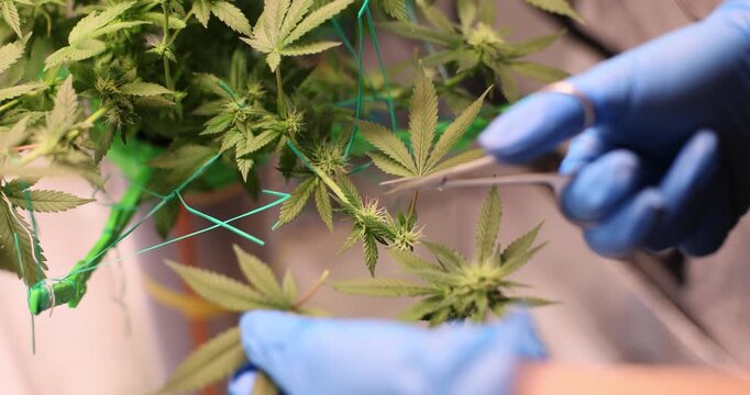 Person hands in blue gloves cut cannabis leaves with scissors in lab. Pharmacist conducts marijuana medical properties test in clinic slow motion