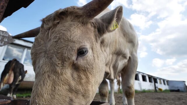 A bull is grazing on a farm, eating salt from a simple feeder on a sunny day