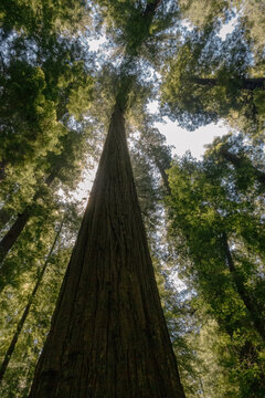 Low angle view looking up at a giant redwood tree canopy in the forest
