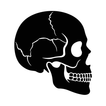 icon silhouette side of the human skull vector illustration