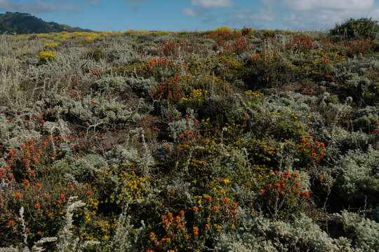 Close up of wild indian paintbrush and yellow flowers on a coastal hill