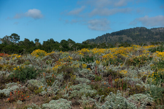 Wildflowers blooming on a coastal hillside with mountains under blue sky