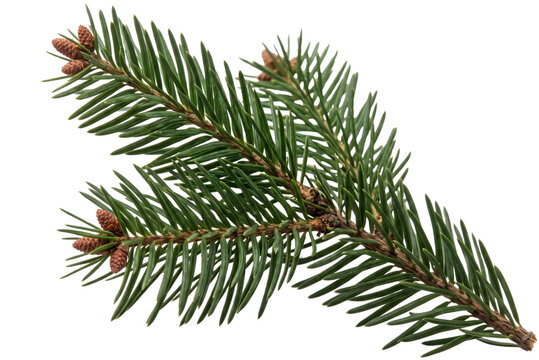Fir branch with small pine cones isolated on white background