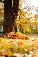 Fototapeta premium A pile of fallen leaves and a yellow rake by a tree at sunset. The ground is covered in orange and yellow leaves on a sunny day. A concept of cleanup and the changing seasons.