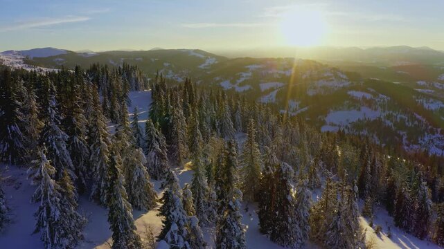 High snowy mountain covered with evergreen fir trees on a sunny cold day