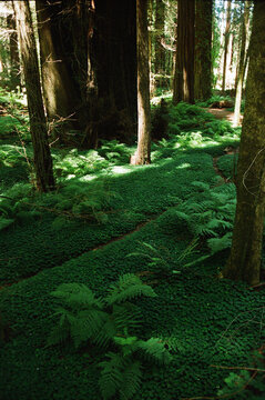 Lush green ferns covering the floor of an ancient redwood forest with morning sunlight