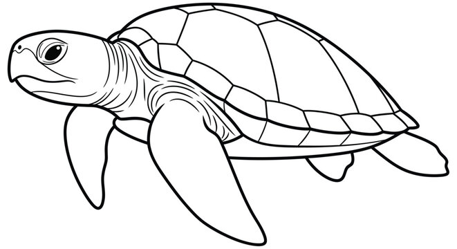 Line drawing of a sea turtle with detailed shell patterns on a white background