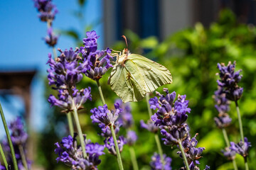 Papillon Citron femelle (Gonepteryx rhamni) butinant une fleur de lavande © Lhoste Sébastien