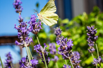 Papillon Citron femelle (Gonepteryx rhamni) butinant une fleur de lavande © Lhoste Sébastien