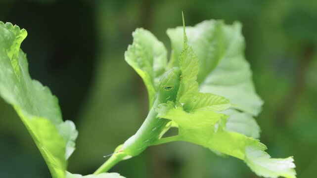 Macro close-up of a vibrant green caterpillar with prominent eyespots crawling on a fresh green leaf. Nature photography showcasing insect wildlife in a lush garden with soft bokeh background.