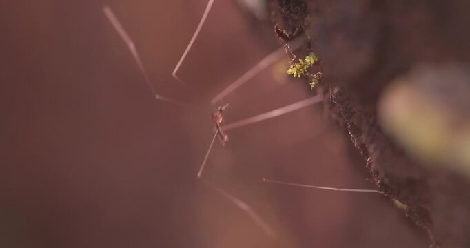Rare: Long-legged Crane Fly bobs rhythmically like yo-yo on rock; slow motion synchronous vertical swaying Closeup