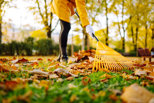 A person is raking colorful autumn leaves in a park. Sunlight shines through the trees, creating a bright scene. The ground is covered with fallen leaves.