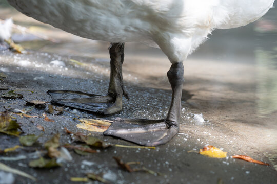 Webbed bird feet close up representing an evolutionary adaptation and stable step concept. Early autumn day on a river bank with a swan standing near water.