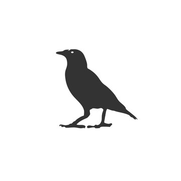 Dark charcoal standing crow silhouette raven black bird icon fauna isolated illustration