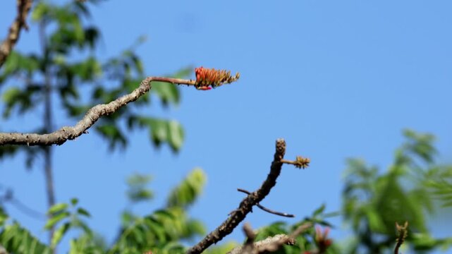 Closeup wildlife video of a Himalayan bulbul pair (Pycnonotus leucogenys) perching on a branch of coral tree (Erythrina suberosa) and flying naturally in their Himalayan environment during summer.