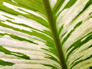 A close-up photo of a Dieffenbachia leaf clearly showcasing a striking combination of white and green colors. © Nana Enes AS