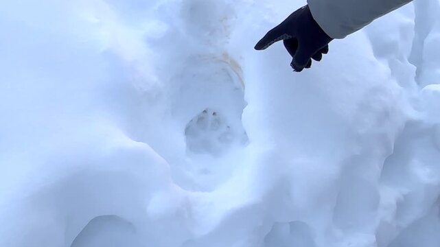 A clear Print of a Wolf Paw is Seen in the Snow then a hand comes into Frame and Points at it