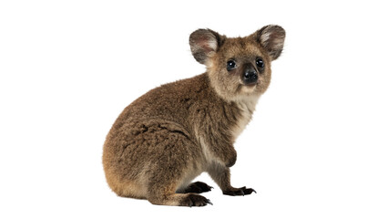 Obraz premium Small brown kangaroo wallaby joey animal sitting on transparent background