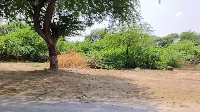 Lush foliage and tree landscape