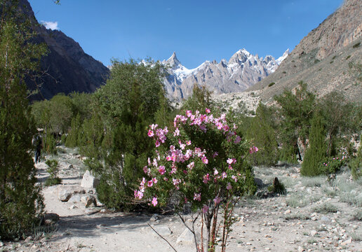 View of a pink flowering bush along the K2 trek path with snow-capped Karakoram mountain peaks in the background under a clear blue sky in Hushe, Pakistan.