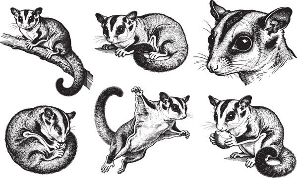 Hand drawn Sugar Glider illustration line set poses, detailed sketch vintage ink style
