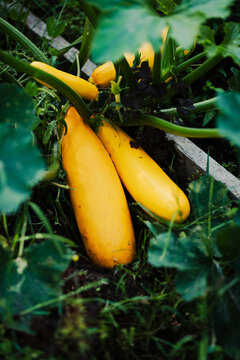 Yellow zucchini growing in a garden bed