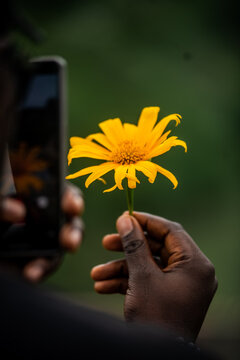 View of a person holding a bright yellow flower while taking a picture with a smartphone in Jos North, Plateau, Nigeria.