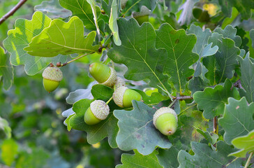 Green Acorns on Oak Branch in Nature, close up © Irina
