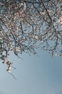 View of white spring blossoms on branches against a clear blue sky in Vormsi, Laane County, Estonia.