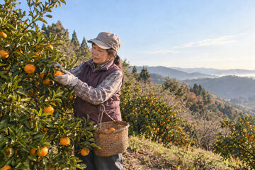 Fototapeta premium Japanese Farmer Harvesting Satsuma Mandarins