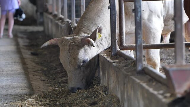 Cow feeding on hay in a barn stall at a rural agricultural livestock farm