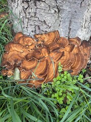 mushrooms on a tree © Lena