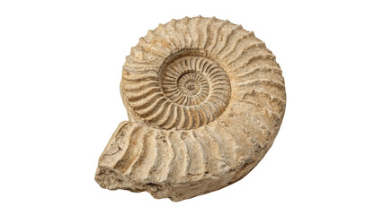 Fossilized ancient ammonite shell specimen isolated on transparent background © Jack