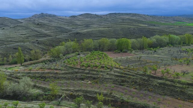 Aerial view from a drone of the spring landscape of almond groves in Gr&aacute;valos, in the Cervera region. Autonomous Community of La Rioja. Spain. Europe