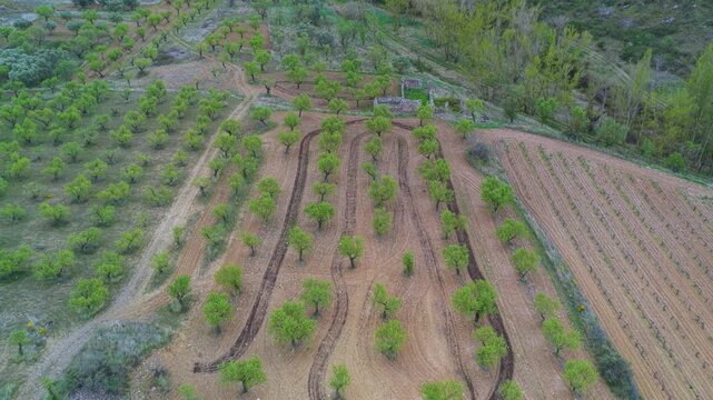 Aerial view from a drone of the spring landscape of almond groves in Gr&aacute;valos, in the Cervera region. Autonomous Community of La Rioja. Spain. Europe