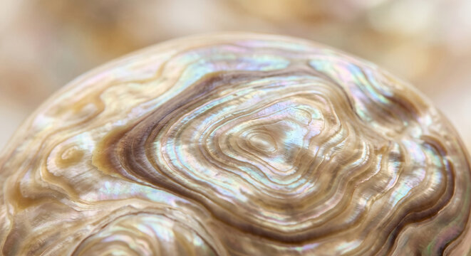 Macro close up of abalone shell texture with soft swirling