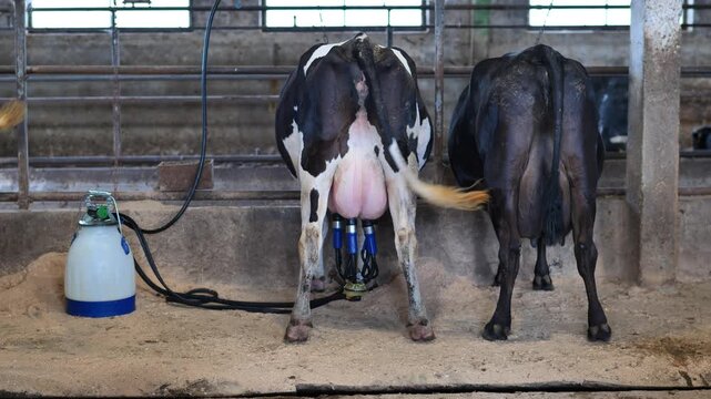 Dairy cows milking inside barn using machine, farm producing fresh milk