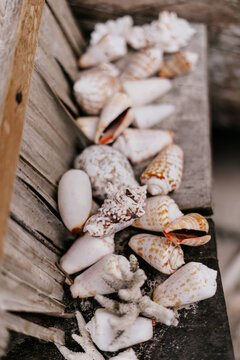 View of a collection of diverse seashells and white coral fragments arranged on a weathered wooden plank in Raja Ampat, Southwest Papua, Indonesia.