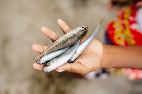 View of a hand holding freshly caught small fish in Raja Ampat island, Southwest Papua, Indonesia.