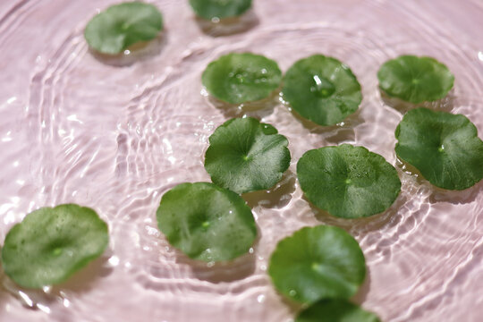 Green gotu kola leaves floating on clear rippling water, pink background