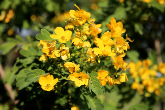 Yellow Senna surattensis flowers blooming against sky