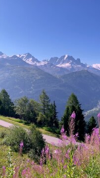 Mountain Landscape with Wild Purple Flowers and Alpine Peaks under Blue Sky